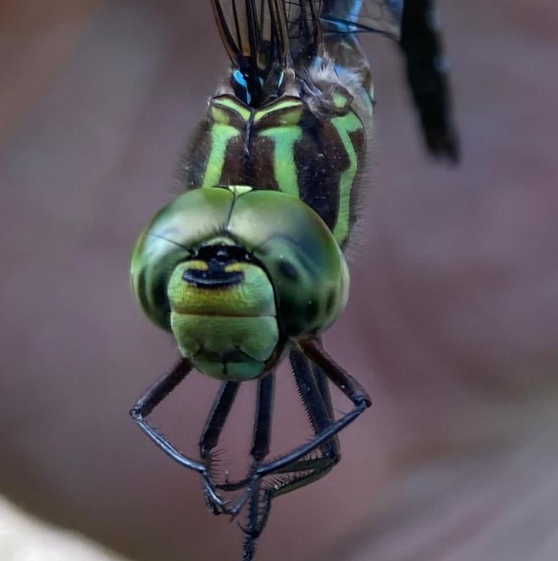 Photo of Green-striped Darner