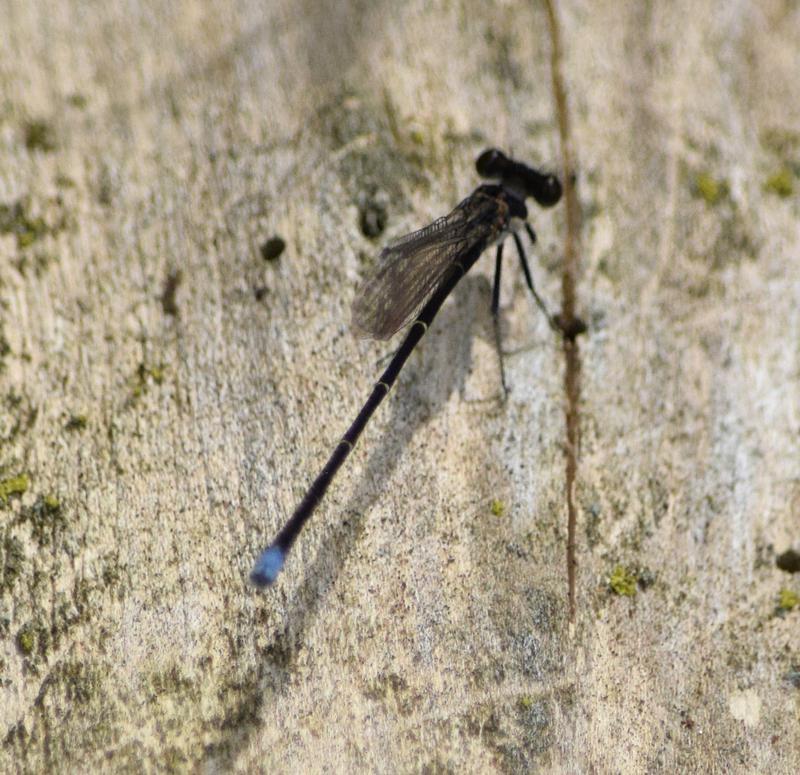 Photo of Blue-tipped Dancer