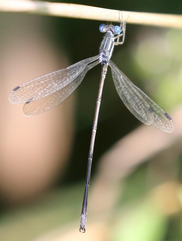 Photo of Slender Spreadwing
