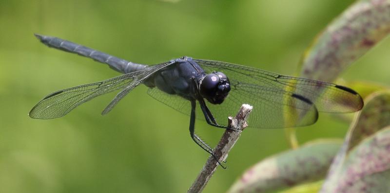 Photo of Slaty Skimmer