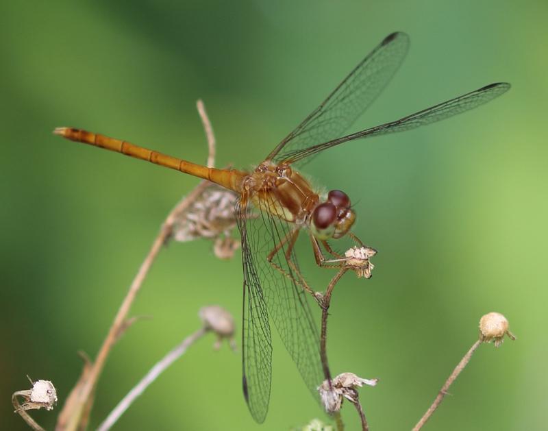 Photo of Autumn Meadowhawk
