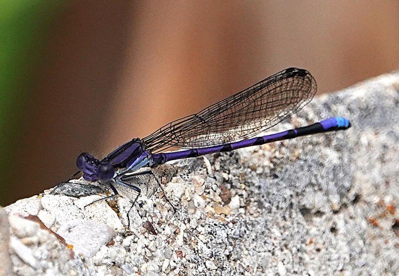 Photo of Variable Dancer (Violet Dancer ssp.)