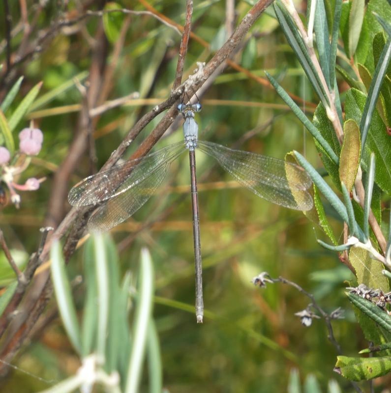 Photo of Amber-winged Spreadwing