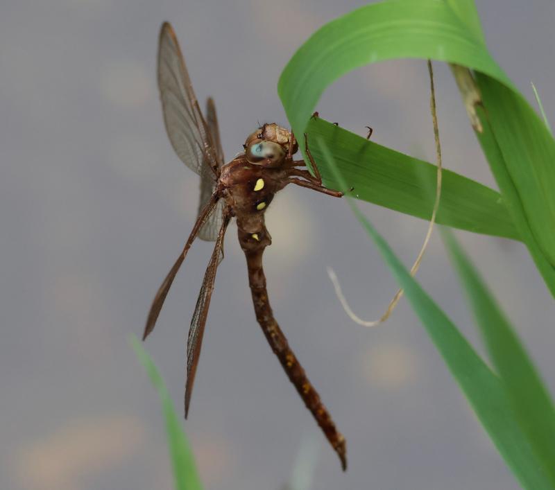 Photo of Fawn Darner