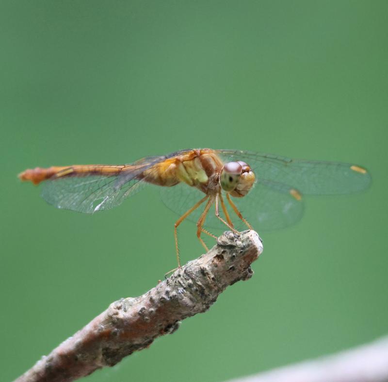 Photo of Autumn Meadowhawk