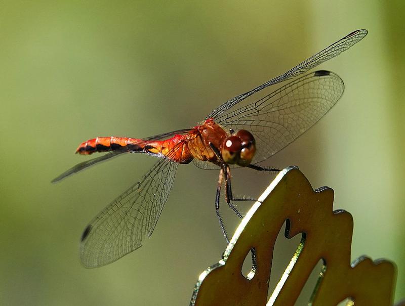 Photo of Ruby Meadowhawk