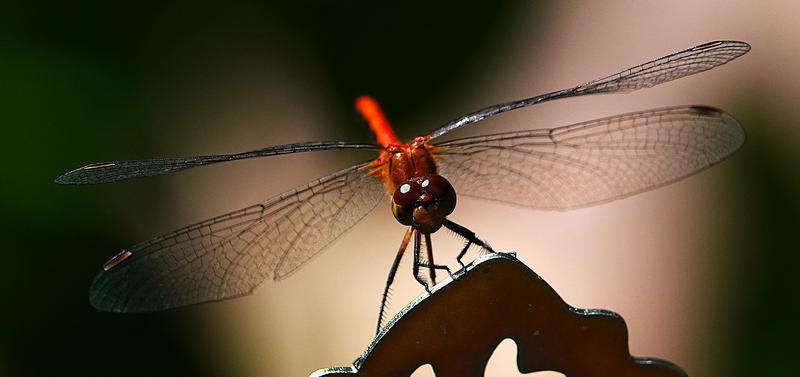 Photo of Ruby Meadowhawk