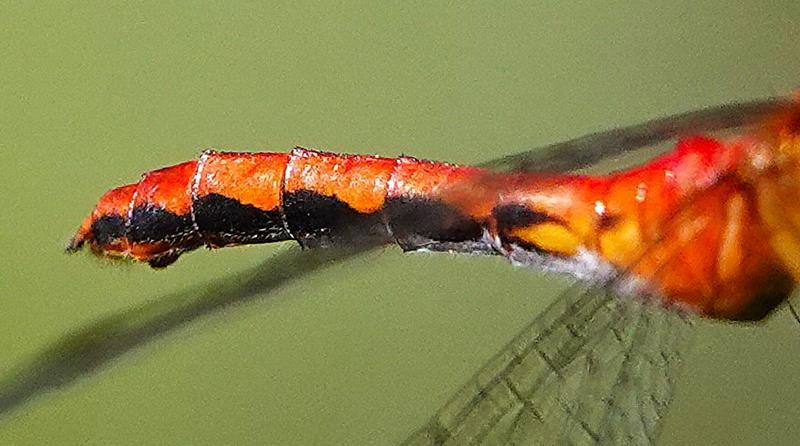 Photo of Ruby Meadowhawk