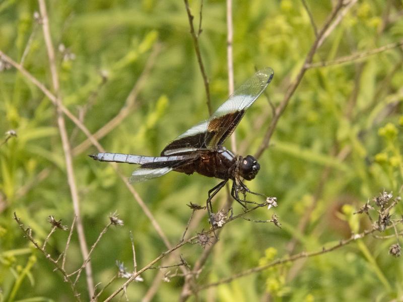 Photo of Widow Skimmer