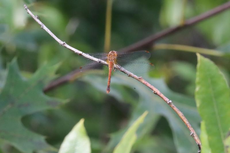 Photo of Autumn Meadowhawk