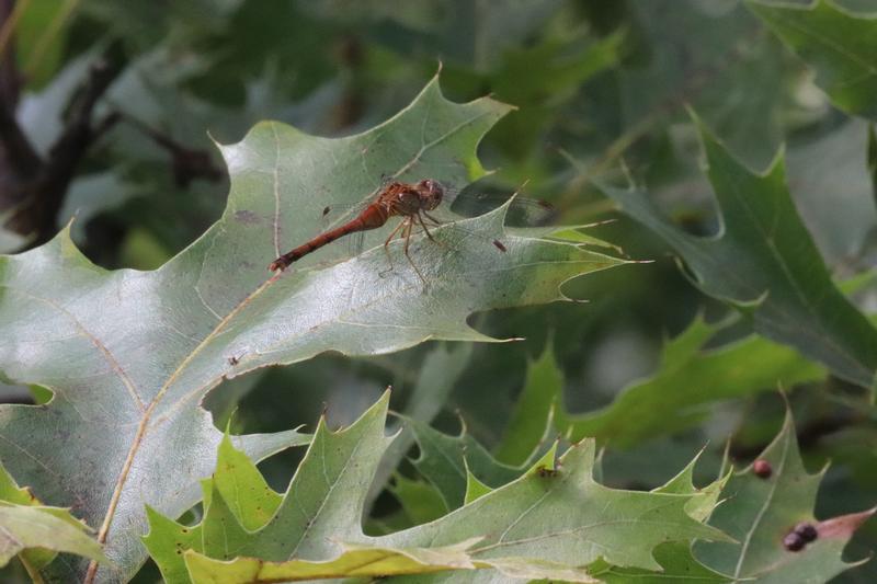 Photo of Autumn Meadowhawk