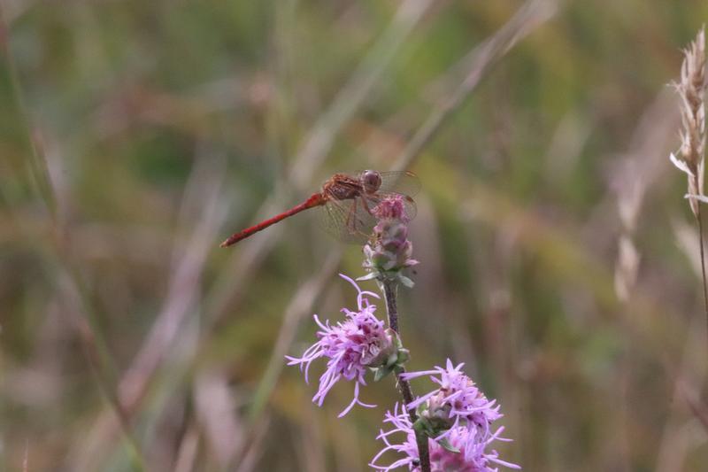 Photo of Autumn Meadowhawk