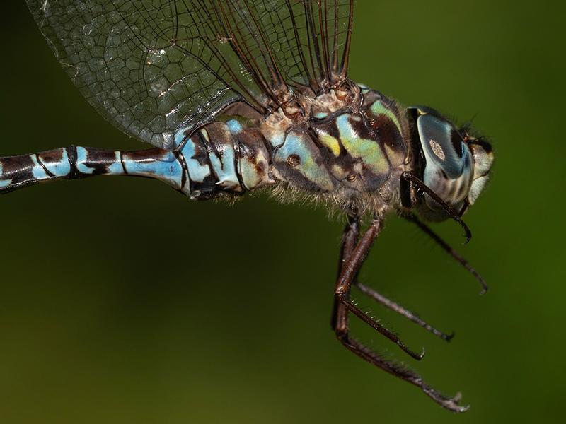 Photo of Mottled Darner