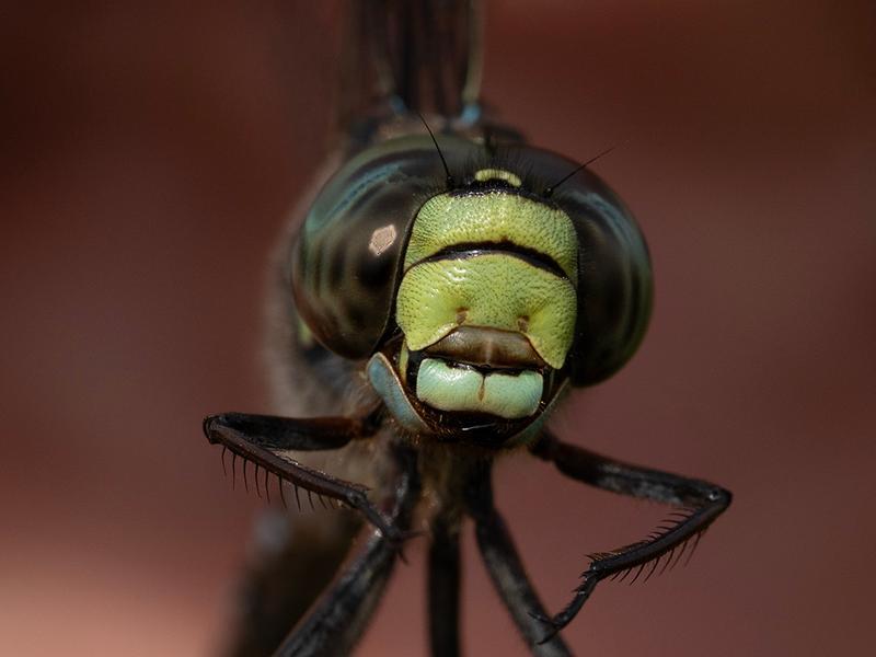 Photo of Lake Darner