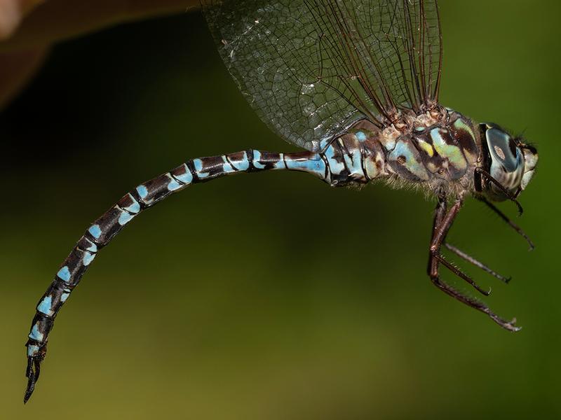 Photo of Lake Darner