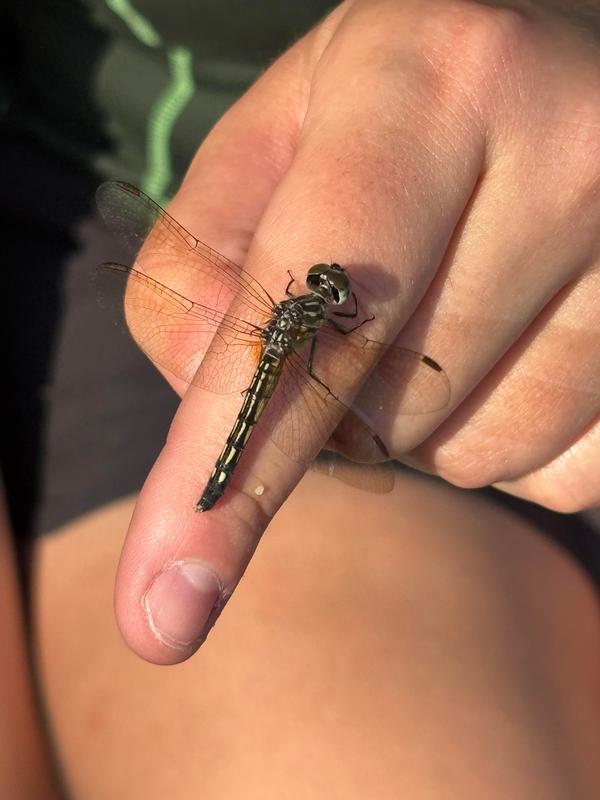 Photo of Blue Dasher