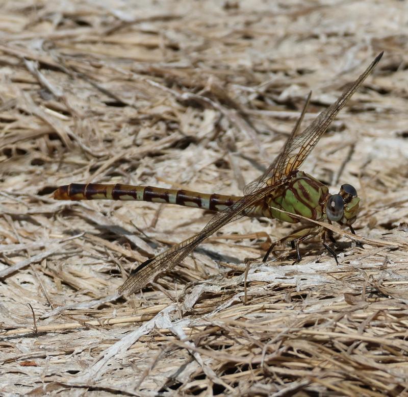 Photo of Eastern Ringtail