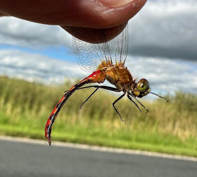 Photo of White-faced Meadowhawk