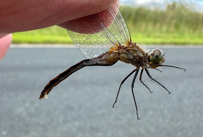 Photo of White-faced Meadowhawk