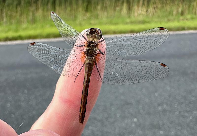 Photo of White-faced Meadowhawk