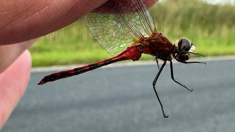Photo of White-faced Meadowhawk