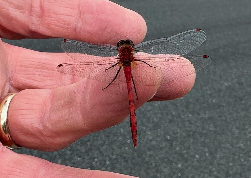 Photo of White-faced Meadowhawk