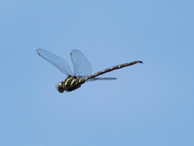 Photo of Shadow Darner