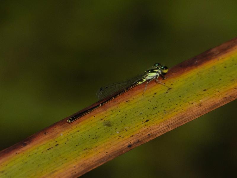 Photo of Fragile Forktail