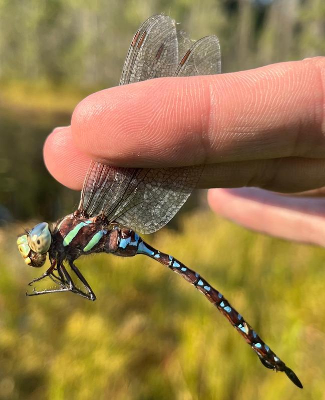Photo of Black-tipped Darner