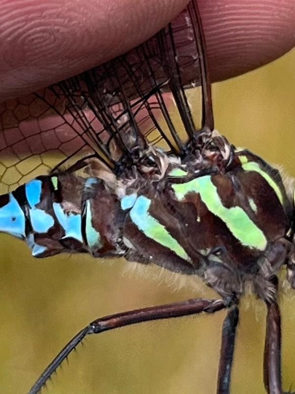 Photo of Green-striped Darner