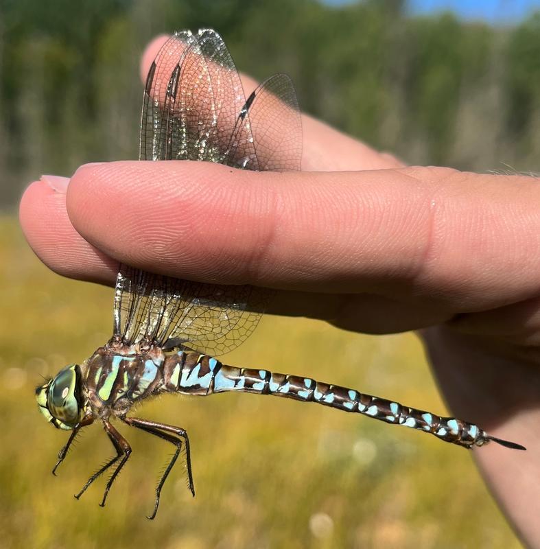 Photo of Subarctic Darner