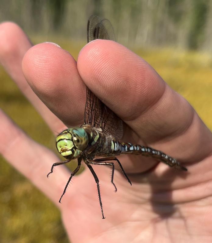 Photo of Subarctic Darner