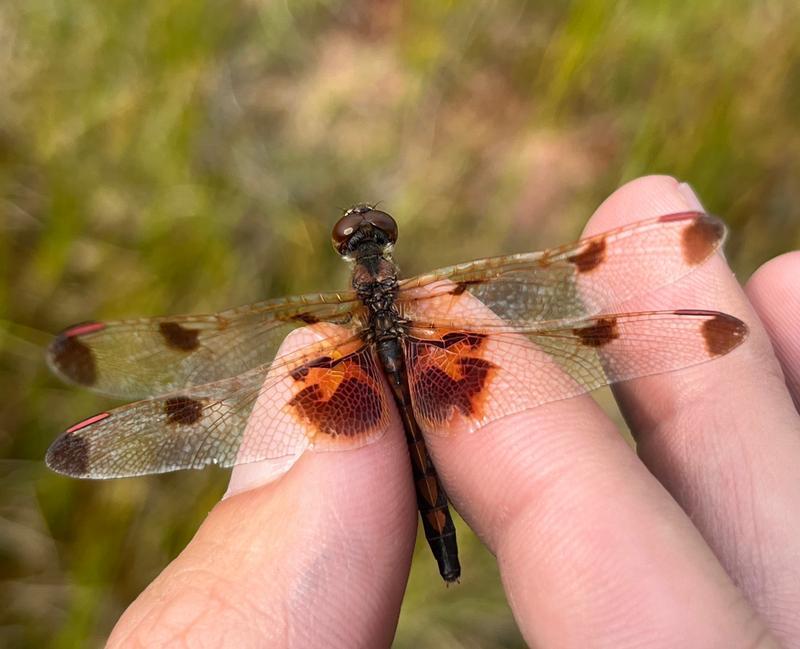 Photo of Calico Pennant