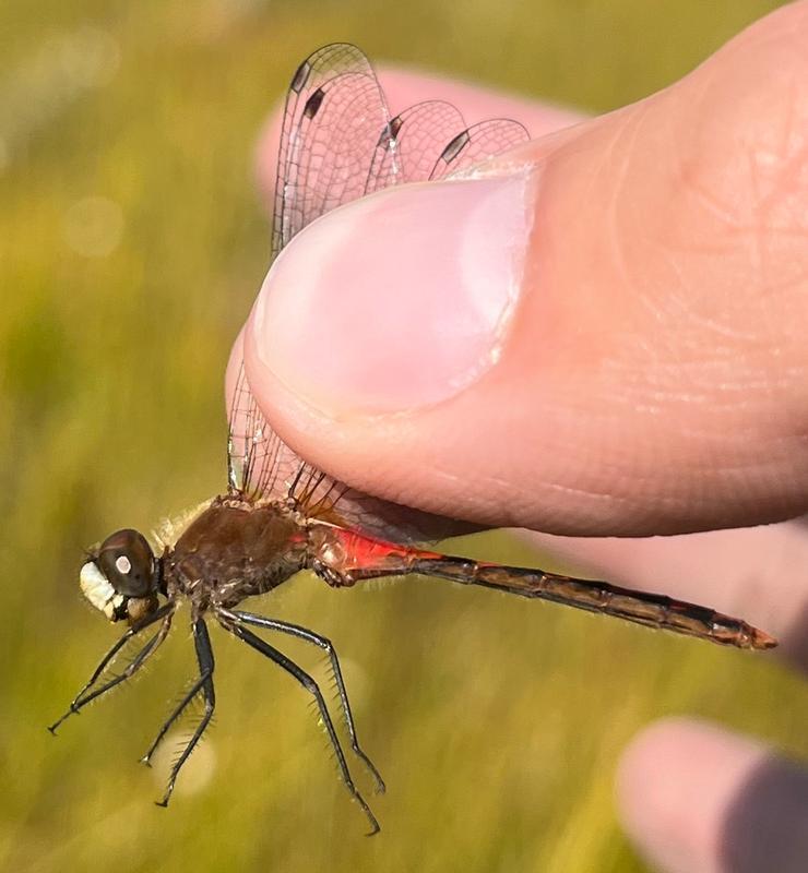Photo of White-faced Meadowhawk