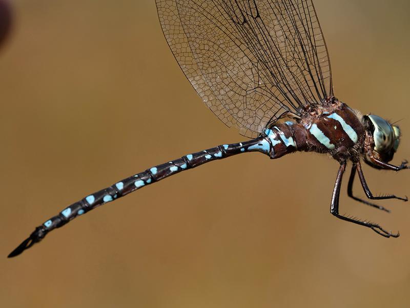 Photo of Black-tipped Darner