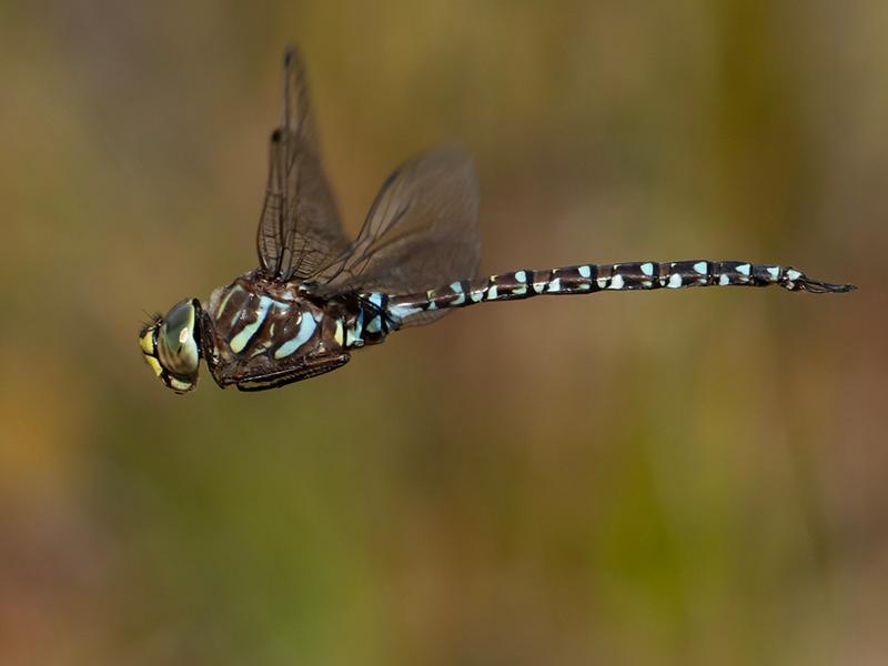 Photo of Subarctic Darner