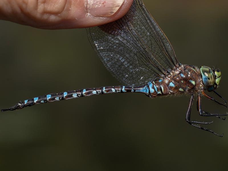 Photo of Variable Darner