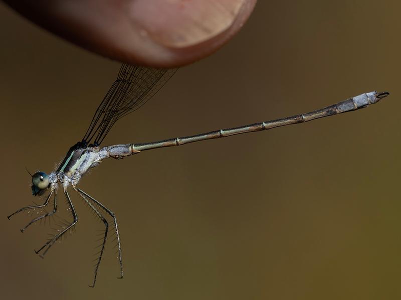 Photo of Northern Spreadwing