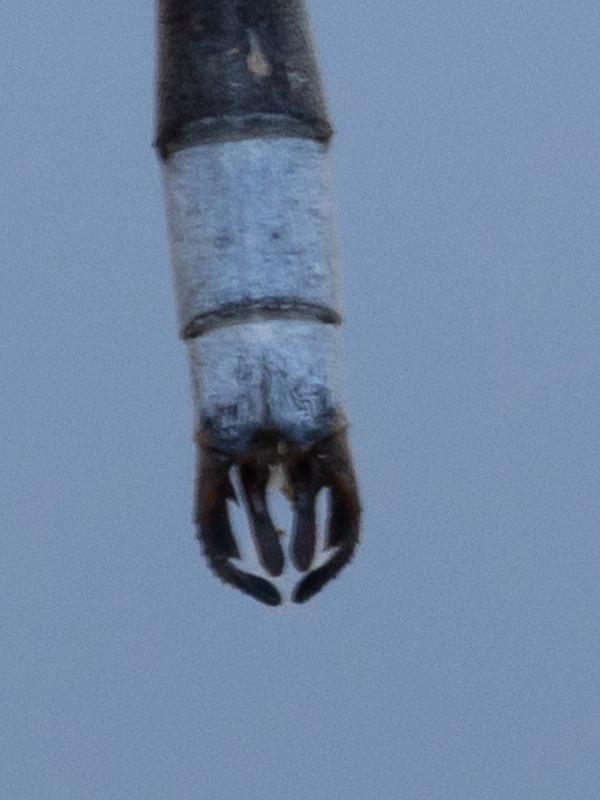 Photo of Northern Spreadwing