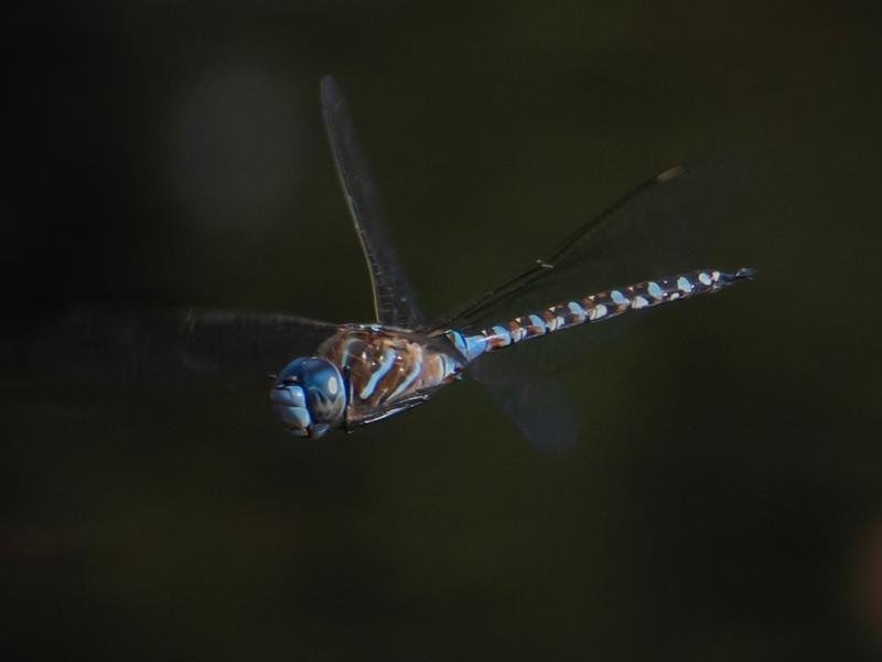 Photo of Blue-eyed Darner