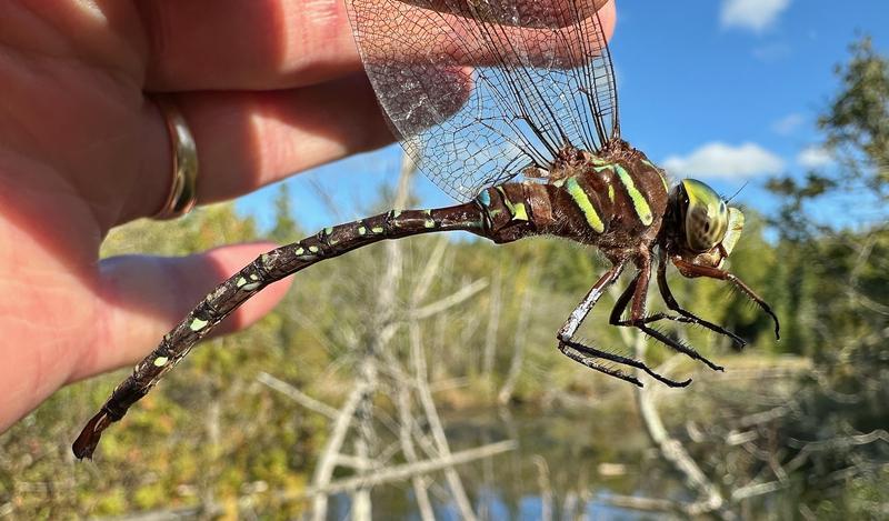 Photo of Shadow Darner