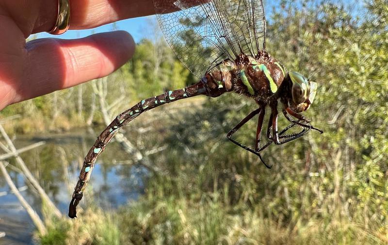 Photo of Shadow Darner