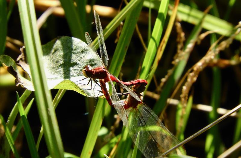 Photo of White-faced Meadowhawk