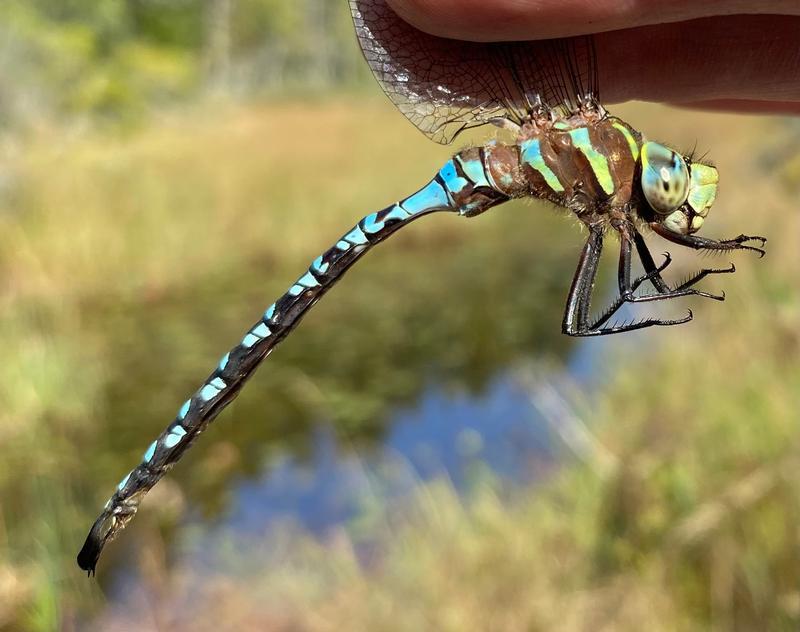 Photo of Lance-tipped Darner