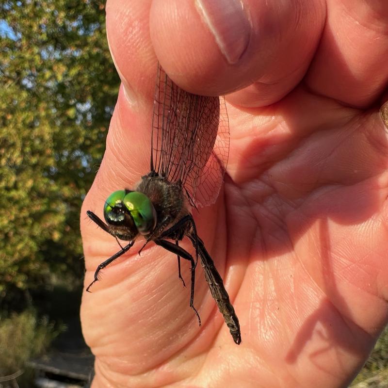 Photo of Williamson's Emerald