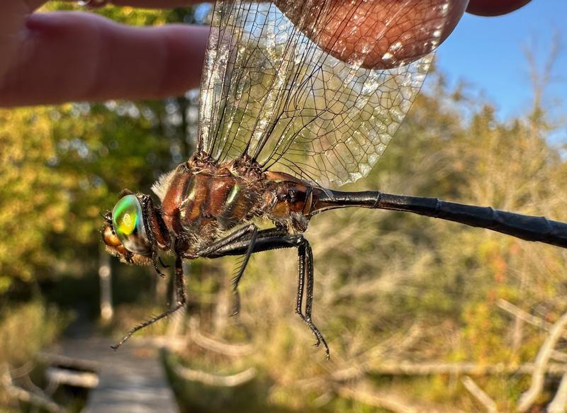 Photo of Williamson's Emerald