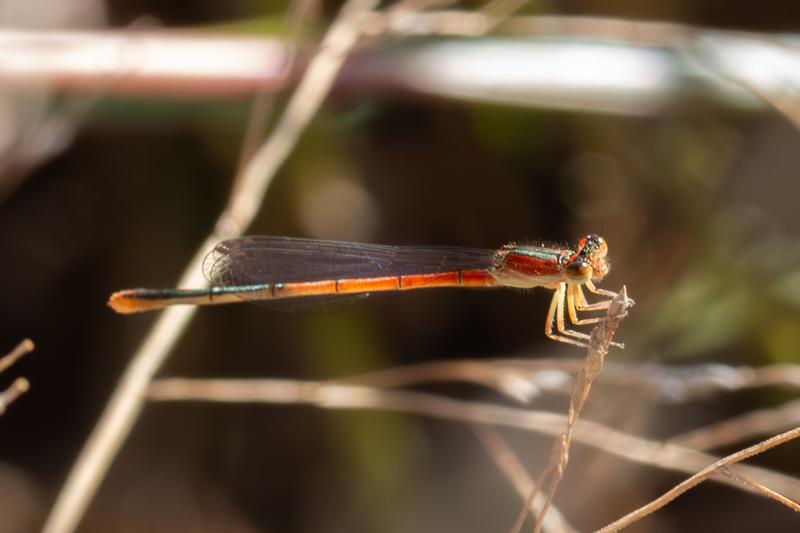 Photo of Citrine Forktail