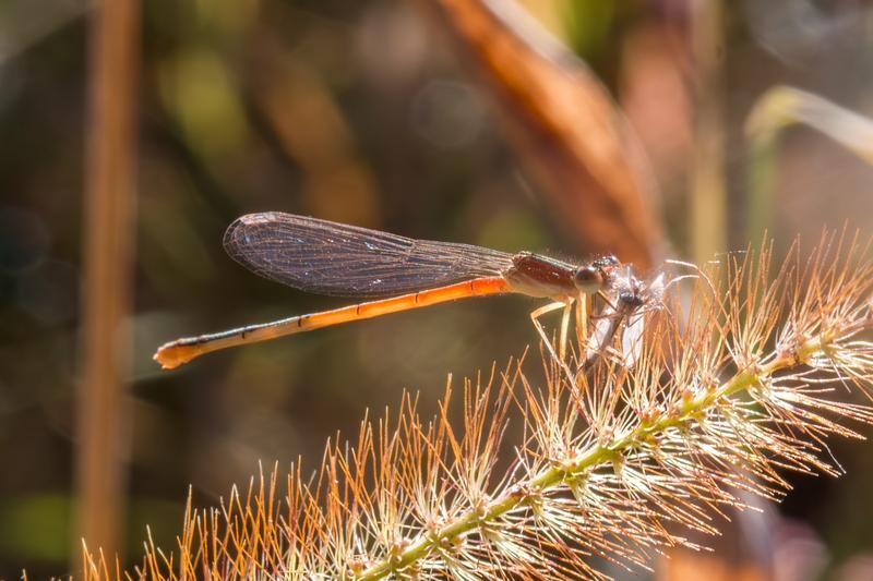 Photo of Citrine Forktail