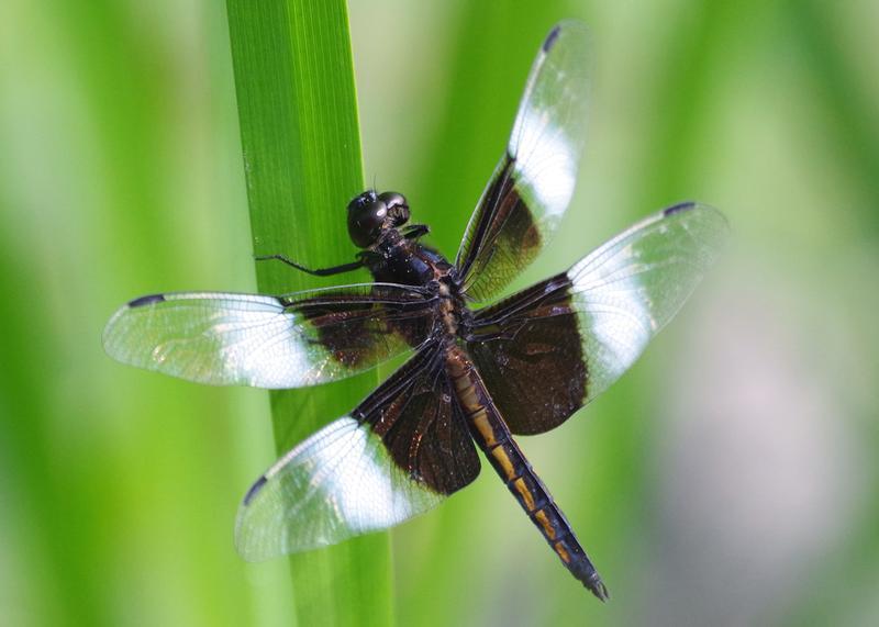 Photo of Widow Skimmer
