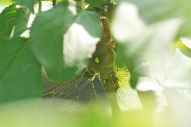 Photo of Fawn Darner